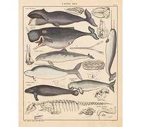 Meishe Poster Print Whales History of Evolution Process Wall Art Skeleton Illustrations Vintage Biology Science Sea Creature Marine Life Framed Home Decor(50cmx60cm)