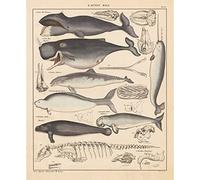 Meishe Poster Print Whales History of Evolution Process Wall Art Skeleton Illustrations Vintage Biology Science Sea Creature Marine Life Framed Home Decor(40cmx50cm)