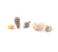 Melody Jane Dolls House 5 Sea Shells Ornaments Miniature Beach Bathroom Garden Accessory
