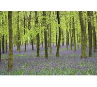 Memo Block - Bluebells : High-quality block of notepapers in a presentation cube box with built-in drawer