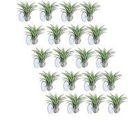 Mengmen Pack of 20 Air Plant Holders, Plant Pot Tillandsia Holder Air Plant Holder with Suction Cup for Hanging (Plants Not Included)
