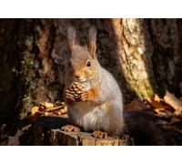 mengzhiyi Cross Stitch Kits, Squirrel 11CT Pre-Printed Cross Stitch Kits,40×50cm