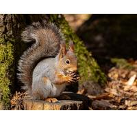 mengzhiyi Embroidery Kit, Squirrel Pre-Printed Cross Stitch Embroidery Kits for Beginners, 11CT DIY Hand Needlework Cross Stitch Kit for Home Wall Deco 40x50cm