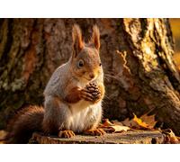 mengzhiyi Stamped Cross Stitch Kits Squirrel DIY Embroidery Kits Needlework Crafts Stamped 11CT 40x50cm