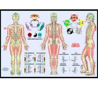 Meridians & the Five Elements