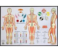 Meridians & the Five Elements: Poster 42x60