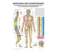 Meridians & thorough therapy: connection between the functional circles of the vertebrae, organs and acupuncture meridians
