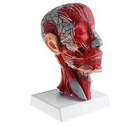 MERIGLARE 1 Human Section Head Vessel Nerve Muscle Model