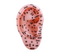 MERIGLARE Human Ear Acupoint, Ear Teaching Model Simulation Professional Massage Practice Tool Teaching Aid for Practice Demonstration