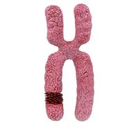 MERIGLARE X Chromosome Model Submicroscopic Meiosis Structure for Scientific Studies