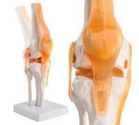 Merinden Human Anatomical Knee Joint Model with Ligament, Life Size for Medical Teaching Learning Clinic Demonstration Students Education Display Tool