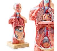 Merinden Human Body Model for Anatomy Study, 15 Part 11'' Human Torso Model with Removable Organs Brain Lung Stomach Heart for Medical Student Lab & Classroom Use