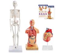 Merinden Human Body Skeleton and Heart Anatomcal Model Set-Best Hands-on 3D Models Set Study Tools for Medical Student Teacher Education Display