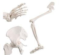 Merinden Human Lower Limb Skeleton Model, Life-Size 36" Anatomical Human Leg Skeleton Bundle with Removable Hip Joint and Fully Articulated Foot for Medical Education Study