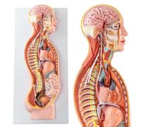 Merinden Life Size Autonomic Nervous System Model, Human Sympathetic Nervous System Anatomical Model with Color-Coded Organs and Nerves, Neuroanatomy Teaching Model for Medical Education