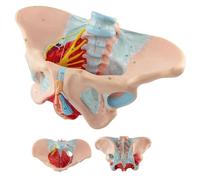 Merinden Life-Size Female Pelvis & Pelvic Floor Muscles Model - Integral Anatomical Structure with Perineum, Ideal for Medical Education, Midwifery Training & Anatomy Study