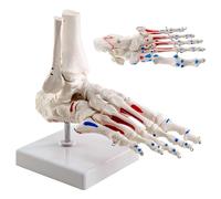 Merinden Life Size Human Foot and Ankle Anatomy Model, Muscle Origin & Insertions Painted, Foot Skeleton Model with Tibia Fibula, Right, Fully Articulated for Medical Education