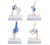 Merinden Mini Human Shoulder Elbow Hip Knee Joint Model Set, 1/2 Life Size Human Joint Anatomy Replica Set of Shoulder Knee Hip & Elbow Joints for Medical Classroom PT Chiropractic & Student Study