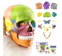 Merinden Mini Human Skull Model - 15-Part Half-Size Color-Coded Anatomy Model with Manual - Educational Detachable Skull for Medical Anatomy and Physiology Study Research Teaching Display