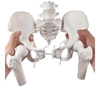 Merinden Movable Female Pelvis Model w/Elastic Two Movable Femur Heads and Joints, Life Size Female Pelvic Anatomy Model for Science Education, Midwife in Obstetrics, Gynecology Patient Communication