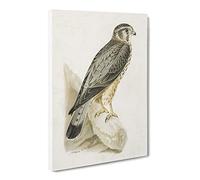 Merlin Falcon By Von Wright Canvas Print | Gallery Wrapped 30mm Frame Wall Art | 20x14 inches | Ready to Hang | Retro Animals Picture | Living Room Bedroom Lounge Office