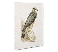 Merlin Falcon by Von Wright Canvas Print | Gallery Wrapped 30mm Frame Wall Art | 30x20 inches | Ready to Hang | Modern Animals Picture | Living Room Bedroom Lounge Office
