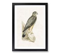 Merlin Falcon by Von Wright Framed Print | A2 Black Framed Wall Art | Ready to Hang | Modern Nature Picture | Living Room Bedroom Lounge Office
