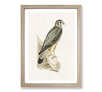 Merlin Falcon by Von Wright Framed Print | A2 Oak Framed Wall Art | Ready to Hang | Modern Nature Picture | Living Room Bedroom Lounge Office