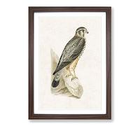 Merlin Falcon by Von Wright Framed Print | A2 Walnut Framed Wall Art | Ready to Hang | Modern Nature Picture | Living Room Bedroom Lounge Office