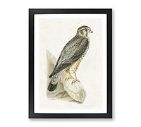Merlin Falcon By Von Wright Vintage Framed Print | A3 Black Framed Wall Art | Ready to Hang | Classic Nature Picture | Living Room Bedroom Lounge Office