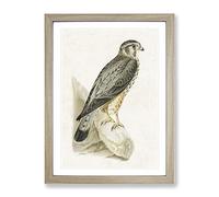 Merlin Falcon By Von Wright Vintage Framed Print | A3 Oak Framed Wall Art | Ready to Hang | Classic Nature Picture | Living Room Bedroom Lounge Office