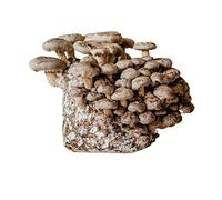 Merryhill Mushrooms - Ready Growing Shiitake Mushroom Growing Kit | Easy To Grow, Perfect Indoor Gardening Gift, Large Yield and Harvest