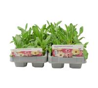 Mesembryanthemum Mixed 6 Pack x 2 - 12 Plants Vibrant Livingstone Daisies