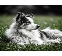 Mesribandy 5D Diamond Art Painting Kit Meadow Collie DIY Full Drill Diamond Crystal Rhinestone Painting for Kids Adults Beginners Home Wall Decor 40x50 cm