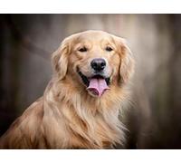 Mesribandy 5D Diamond Painting Kits Golden Retriever DIY Full Drill Painting Rhinestone Pictures Arts Crafts for Home Wall Decor 50x70 cm