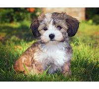 Mesribandy 5D Diamond Painting Kits Puppy on The Grass DIY Full Drill Painting Rhinestone Pictures Arts Crafts for Home Wall Decor 40x50 cm