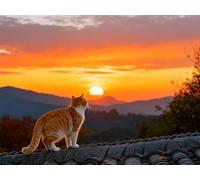 Mesribandy Stamped Cross Stitch Kits 11CT Hand Embroidery Cat Watching the Sunrise for Adults DIY Crafts for Needle Point Starter Kit Home Decor Gift 50x70 cm