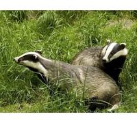 Mesribandy Stamped Cross Stitch Kits Animal American Badger 11CT Pre-Printed Embroidery Kit DIY Adult Beginners Home Decoration 40x50 cm