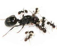 Messor Barbarus Harvestor Ant Colony Best Ants UK (Queen with eggs)