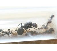 Messor Barbarus Queen ant red head with 1-5 workers (Starter kit)
