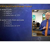 Metabolism Meets at the Citric Acid Cycle