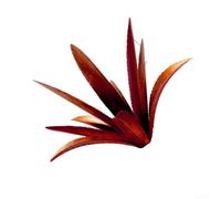Metal Agave Plant Garden Statue 56cm Rustic Iron(Red with an H pole)