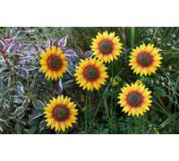 Metal Flower Stake:Garden Gear Metal Sunflower Stakes/Pack of 12