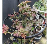 Metal Obelisk Trellis for Climbing Plants Supporting Seasonal and Perennial Vines in Various Growing Environments (155CM)