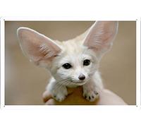 Metal Poster Wall Decor Tin Sign of Fennec Fox Face Ears Cute 26054 20*30 cm