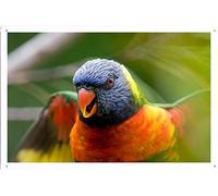 Metal Poster Wall Decor Tin Sign of Rainbow Lorikeet 20548 20*30 cm