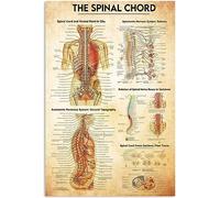 Metal Tin Sign The Spinal Chord Chart Doctor Science Knowledge Metal Signs Novelty Accessories For Outdoor Kitchen Garage Bathroom S