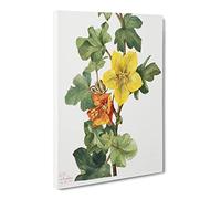 Mexican Fremontia Flowers By Mary Vaux Walcott Canvas Print | Gallery Wrapped 30mm Frame Wall Art | 24x16 inches | Ready to Hang | Retro Floral Picture | Living Room Bedroom Lounge Office
