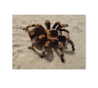 Mexican Orb Weaver Spider，Jigsaw Puzzles for Adults 1000 Piece, Classic Puzzle Teens Boys Girls Puzzles Sturdy Tight Fitting Pieces,Letters On Back for Ideal Challenging And Gift（38x26cm）-AC68