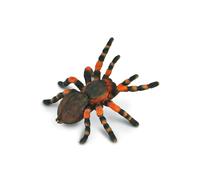 Mexican Redknee Tarantula